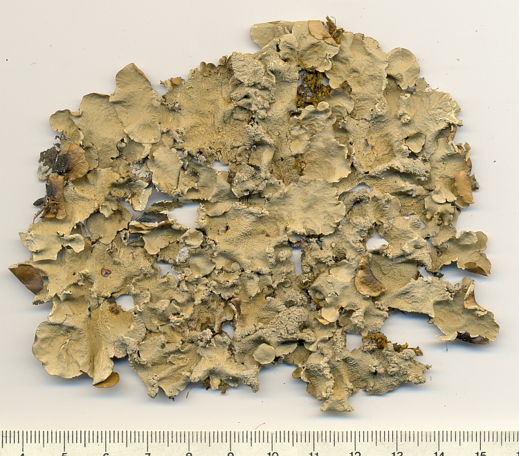 Parmotrema flavomedullosum from Brazil, Paraná, Guaraqueçaba leg. S. Eliasaro 1426 (UPCB)